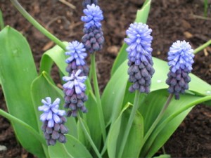 Grape hyacinth is another spring bulb that does best with plenty of sun.