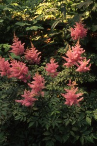 Astilbe is an excellent example of a backbone plant.