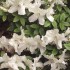 Rhododendron 'Girard's Kathy' (evergreen azalea) 