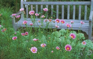 Cosmos takes center stage in a sweet cottage garden scene