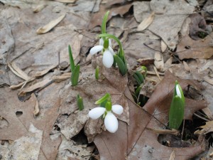 The first snowdrops of the year—March 8, 2009